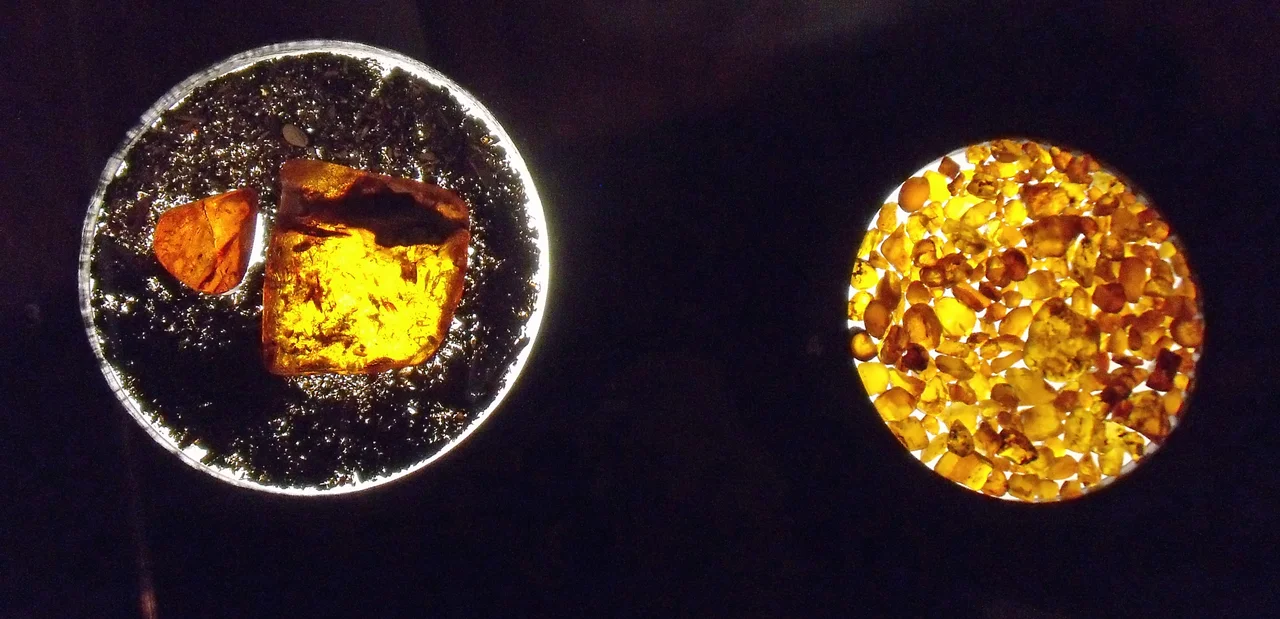 Cedar Lake amber on display at the Manitoba Museum, Winnipeg, Canada.

Largest piece is 2 inches! or 5 cm across in with the woody debris when / where typically found. The lot on the right are larger than average. Perhaps one in ten specimens contain insects. Geotagging shows my guess as to the original beach site, submerged for decades by a dam, with some amber now said to be resurfacing.