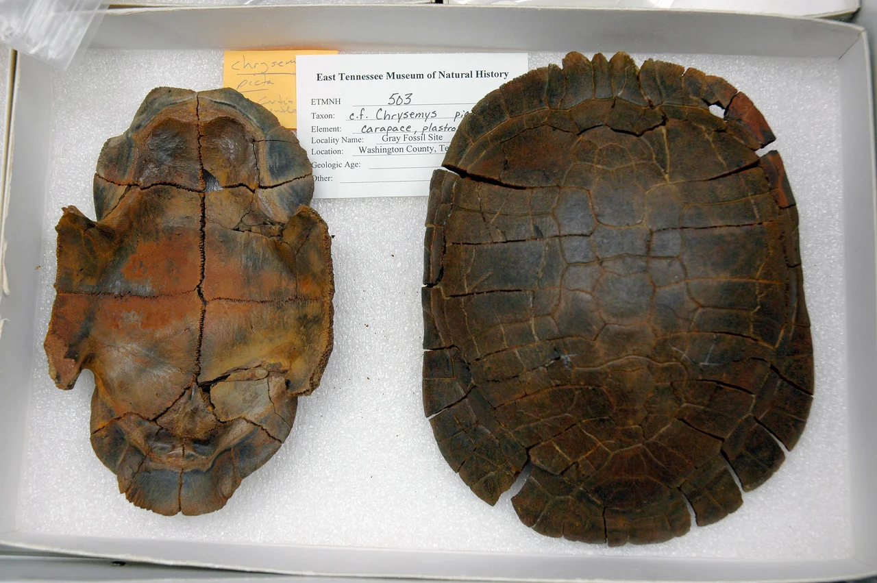 Top and bottom shell fossil Chrysemys species (cf C. picta), photographed by Robert Williams, Norwegian government employee, from the Gray fossil site.